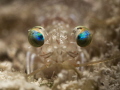   Velvet Eyes shrimp nocturnal species around inch long amazing blue eyes. Shot using Oly 60mm 15 subsee manual focus precision. precision  